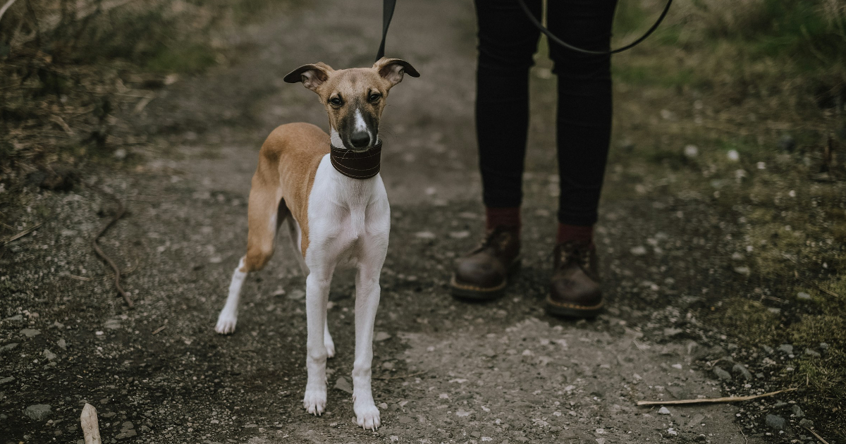 Whippet standing on a lead, with the owners legs in view