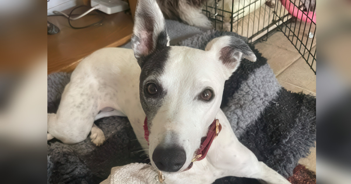 Whippet Roxy Featured