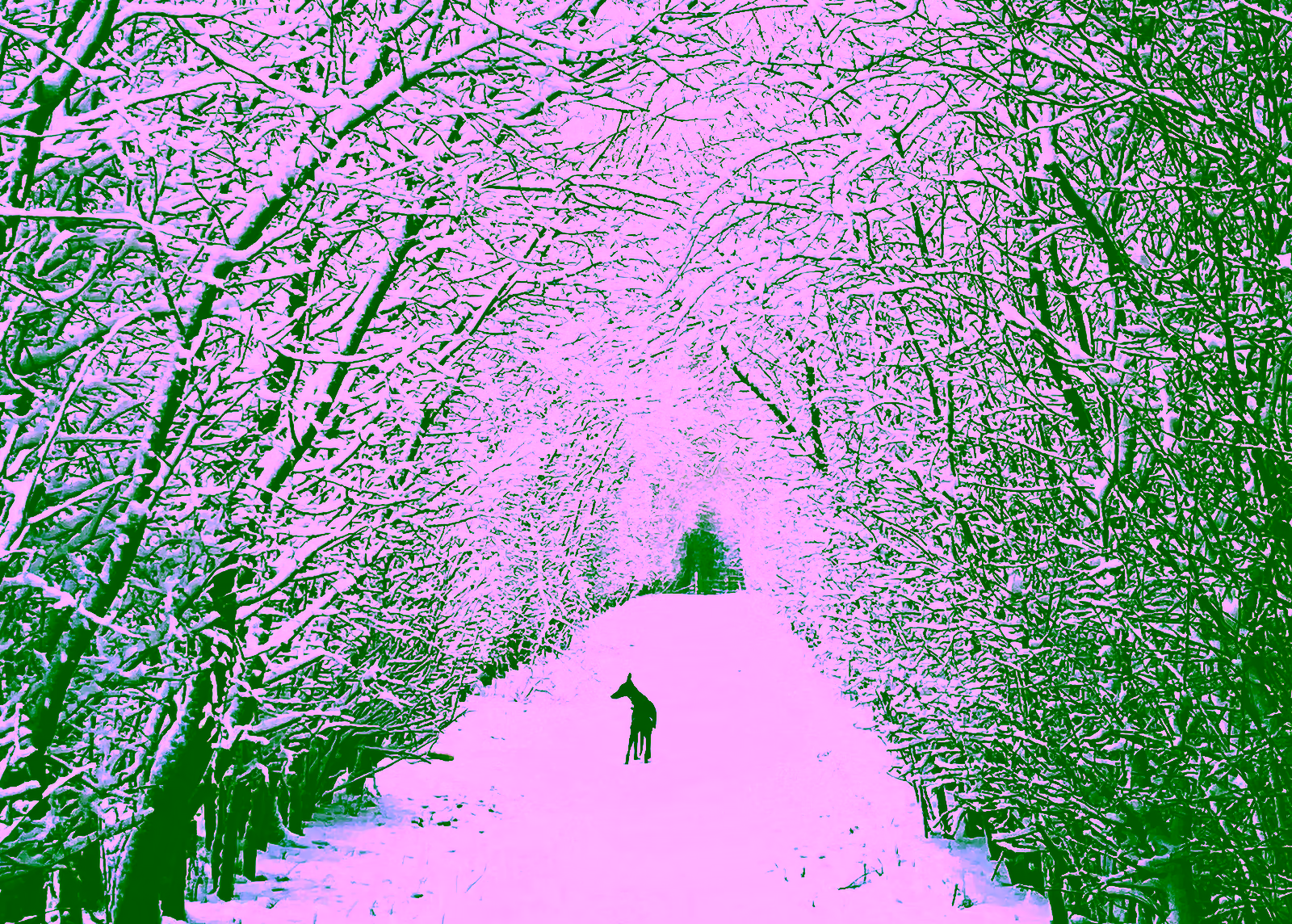 2025 Christmas Card Bella's WinterWonderland