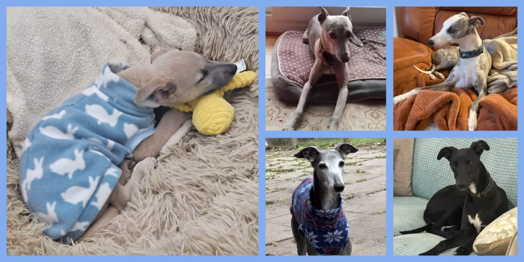 A selection of some of the whippets rehomed or fostered in October 2025