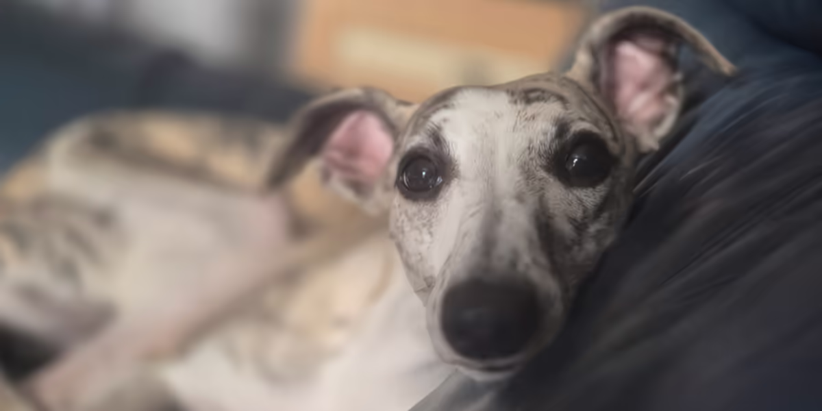 2025 Jr Whippet Rescue Roundup Featured