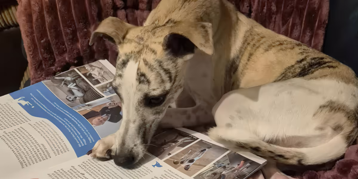 Cy Bridgman Featured Image