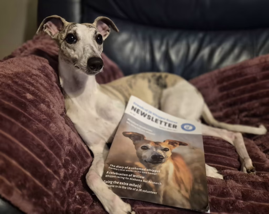 Jr Whippet Rescue Whippet Sitting With Newsletter