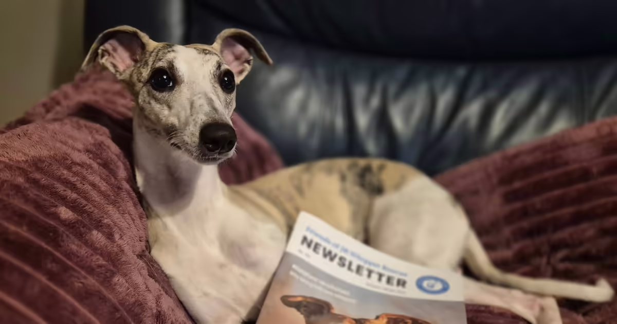 JR Whippet Rescue - Whippet Sitting With Newsletter Featured Image