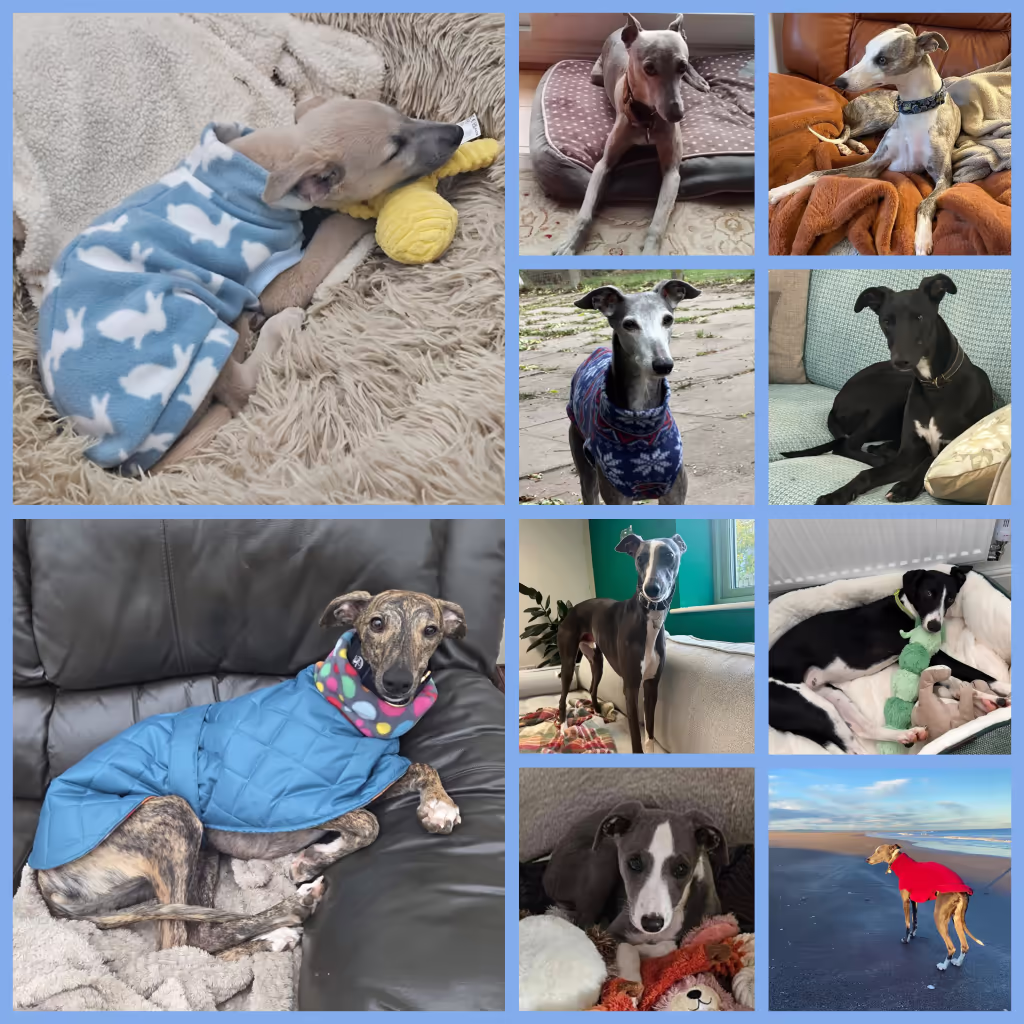 Another Collage of some of the whippets rehomed or fostered in October 2025