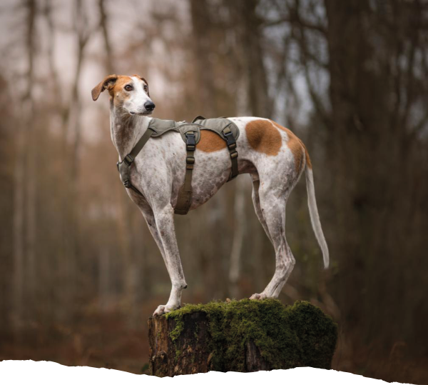 Photo of a Snootiful Hound Dog wearing a harness and standing in a forest
