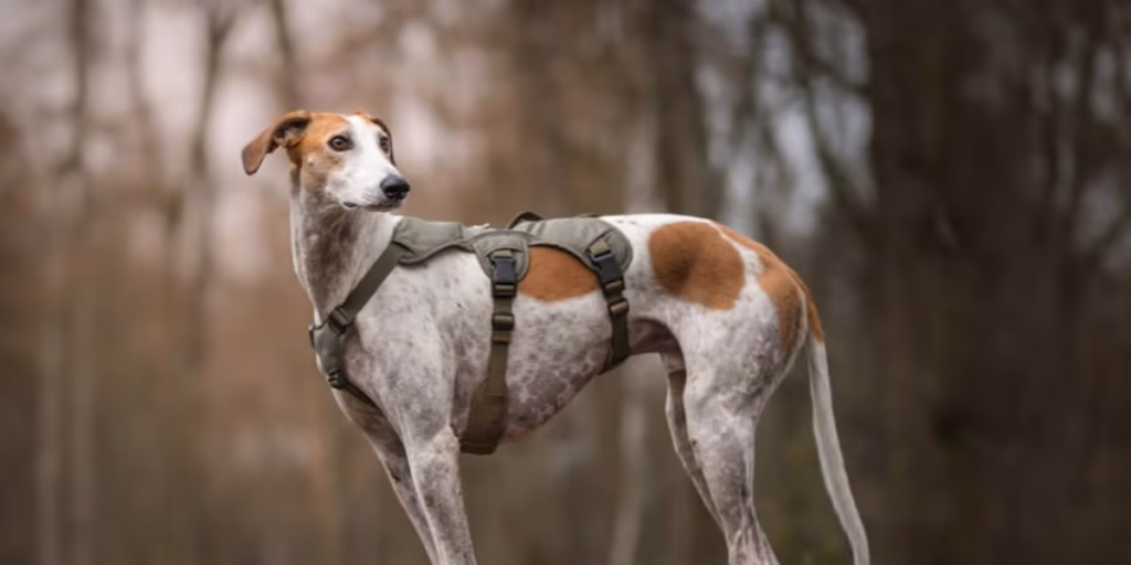 Snootiful Hound Featured Image