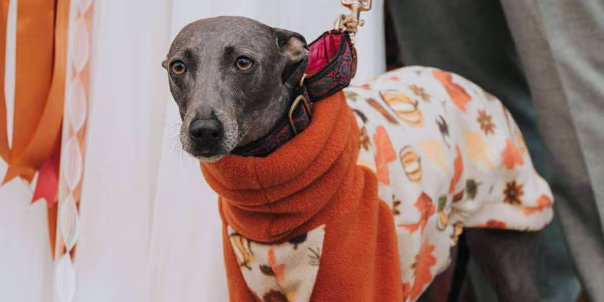 Photo of a whippet in an autumnal outfit
