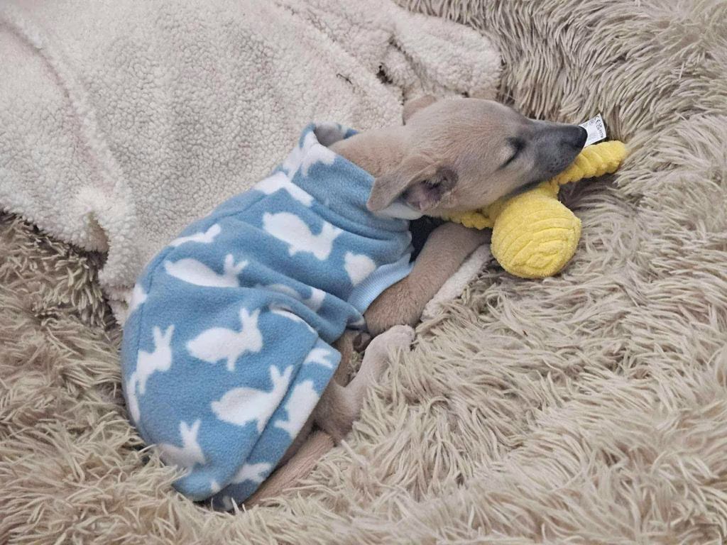Buying A Puppy Small Whippet Puppy Asleep On A Blanket