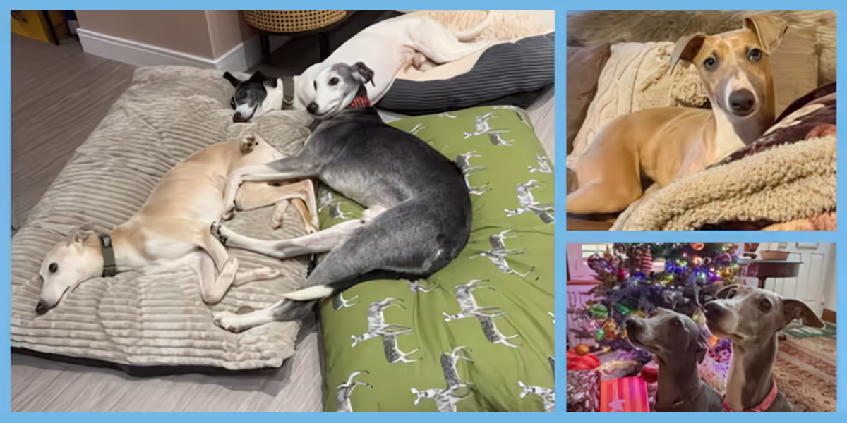 Photo collage of december rehomed whippets - featured image