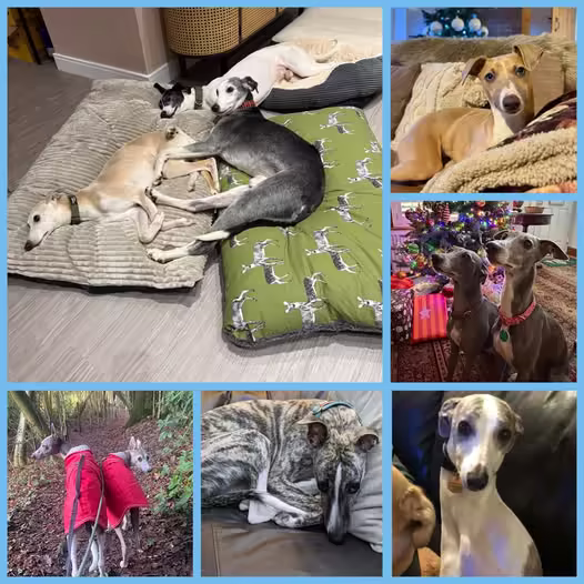 Phot collage of the whippets rehomed in December