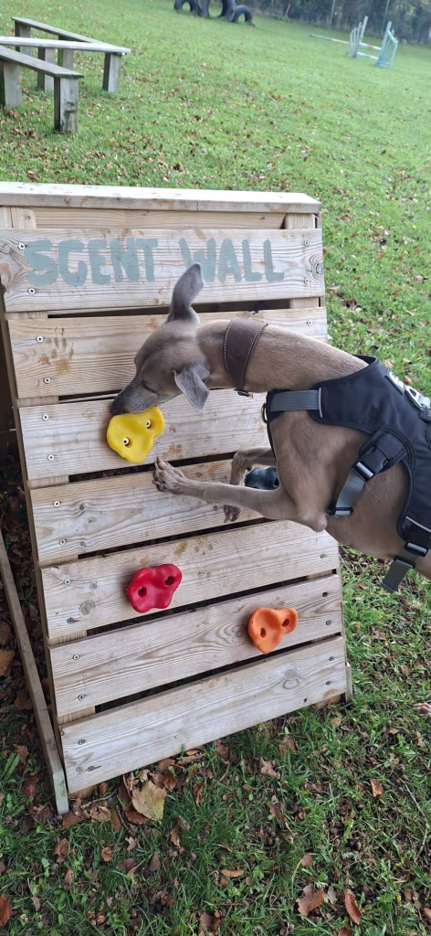 Finn the whippet rusing a scent wall