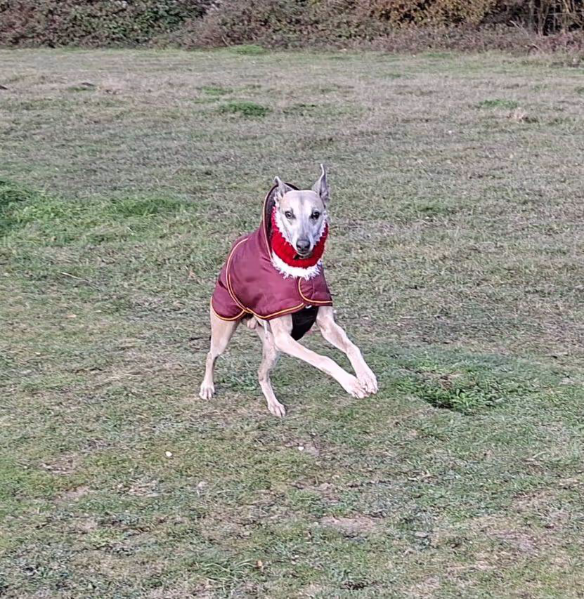Finn the whippet running in a field