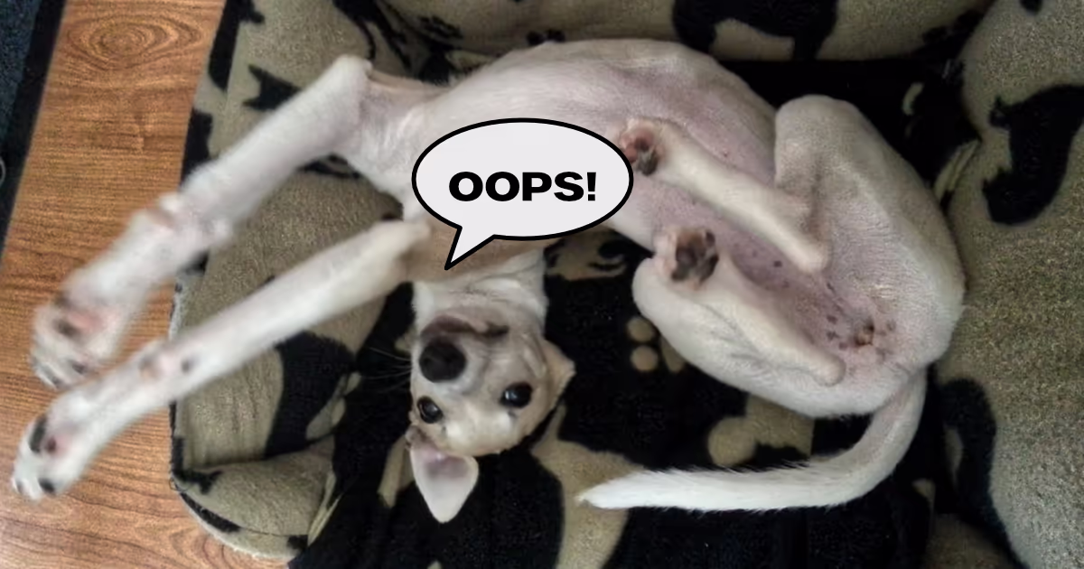A whippet lying upside down with the word "oops! in a word balloon