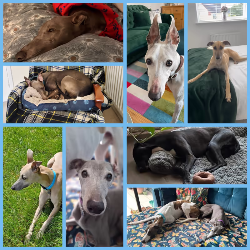 2026 May Roundup - A collage of whippets who have been adopted