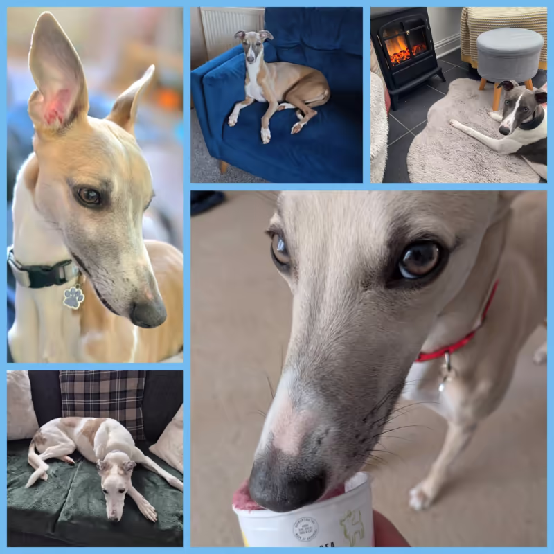 2026 May Roundup - A second collage of whippets who have been adopted