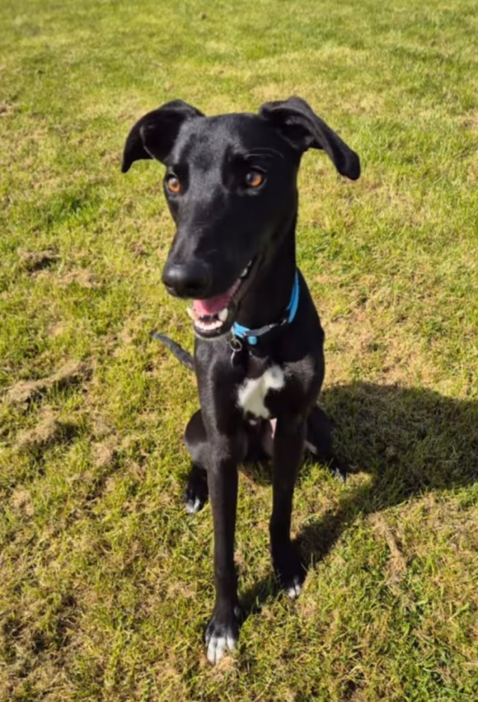 Sox, a black lurcher. Sitting on the grass