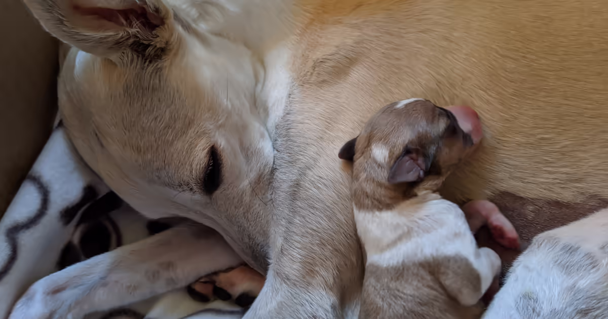 Whippet bitch with puppy