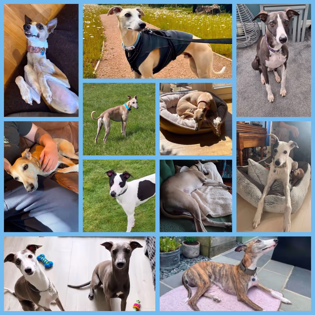 2026 June Roundup - a collage of the whippets rehomed in the month of June