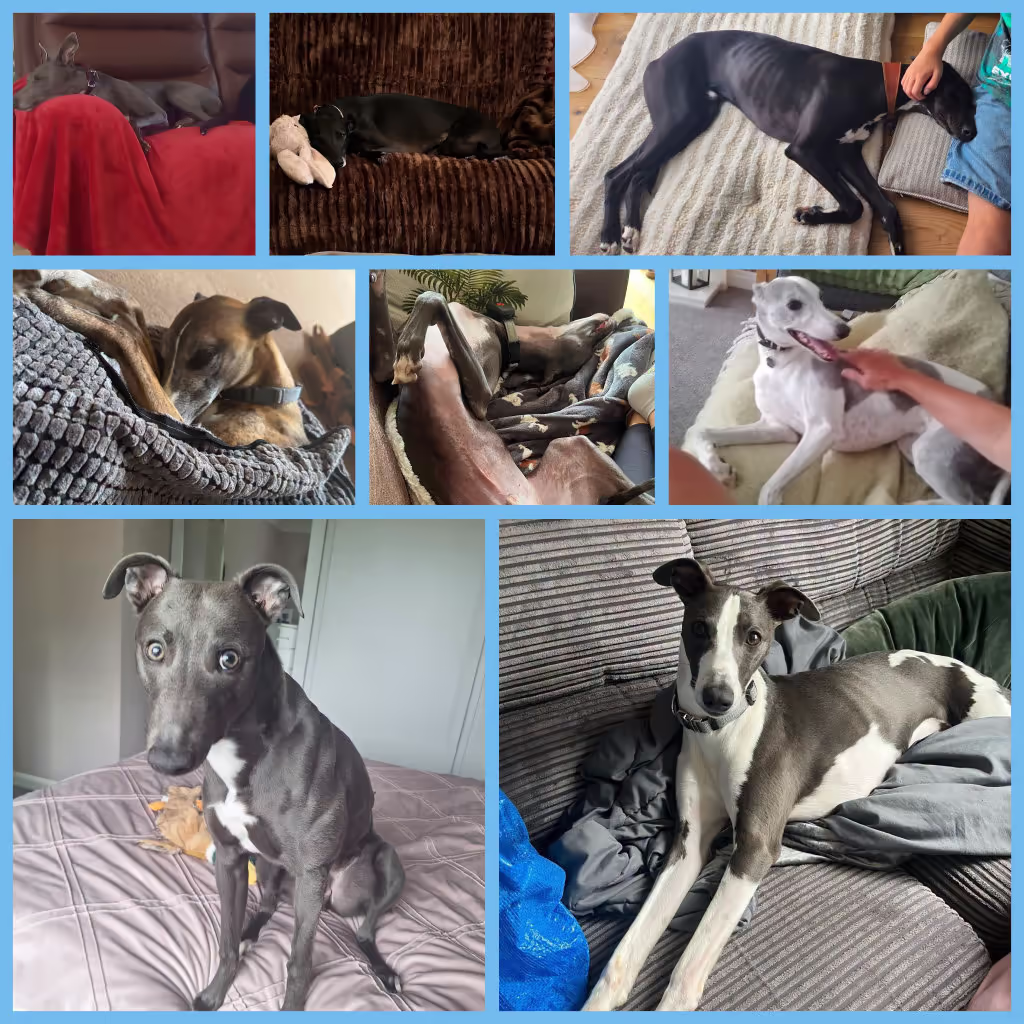 Collage of whippets that have been adopted