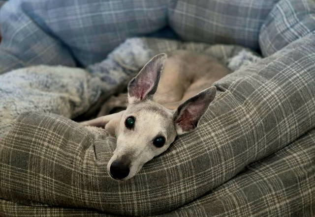 Elderly Whippet resting on a bed