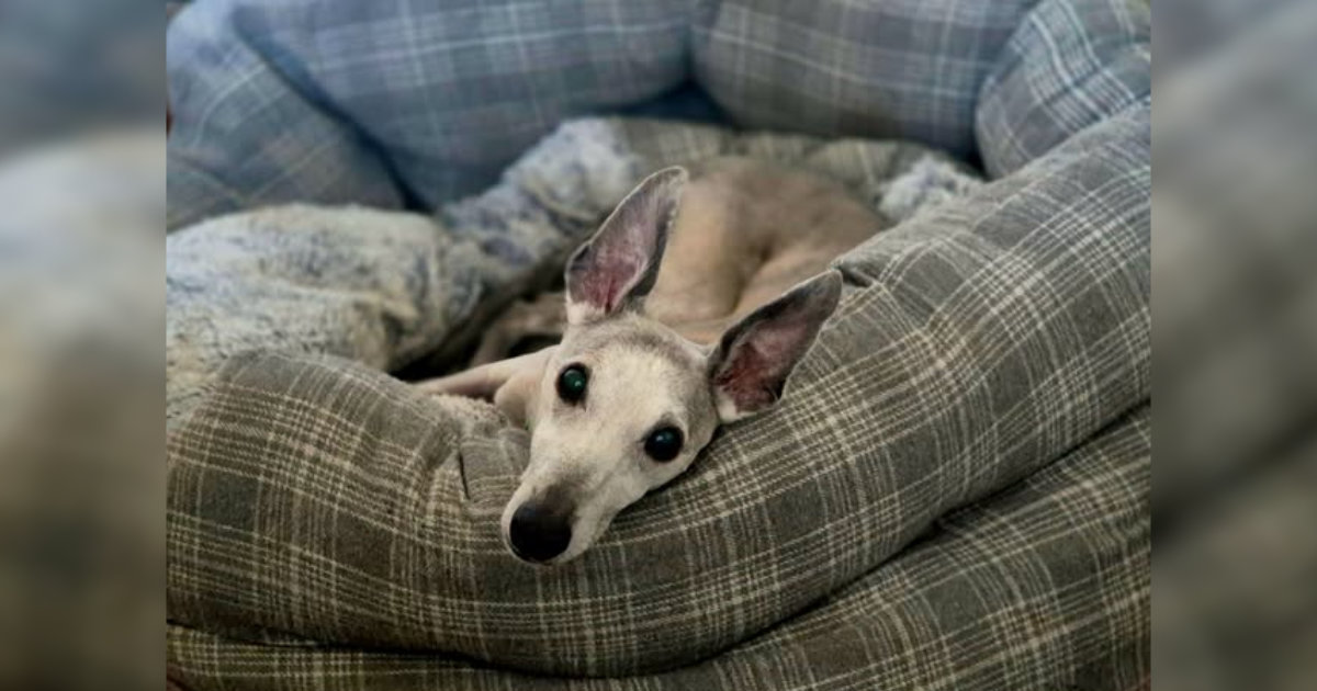 Elderly Whippet resting on a bed