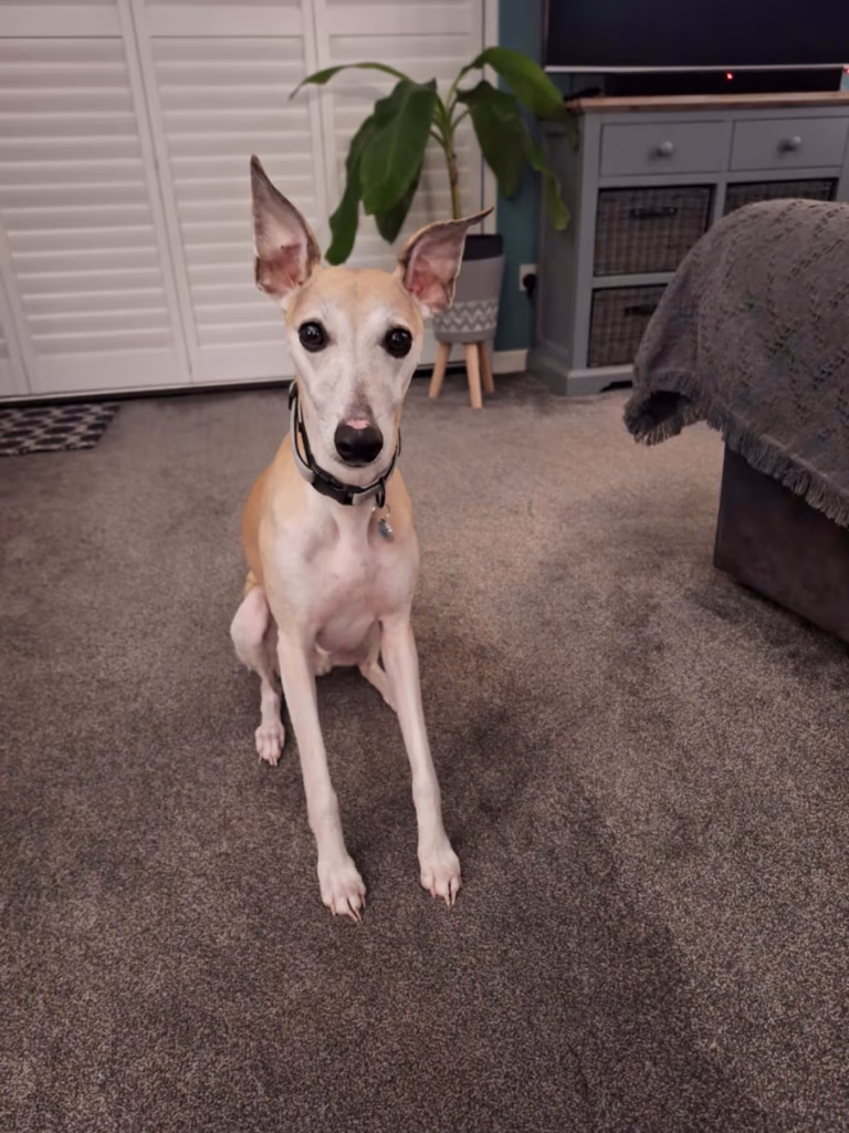 Kit the whippet sitting