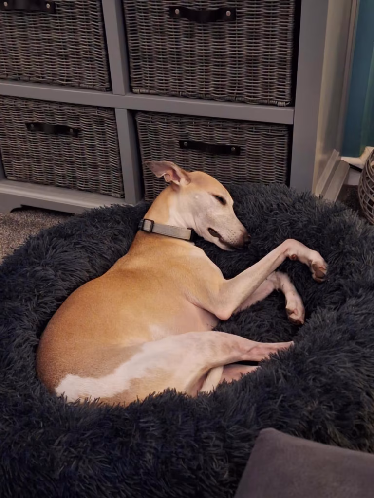 Kit the whippet sleeping