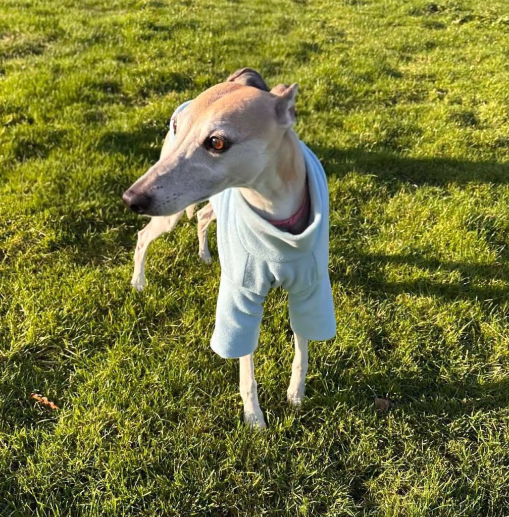 Kit outdoors in a warm jumper