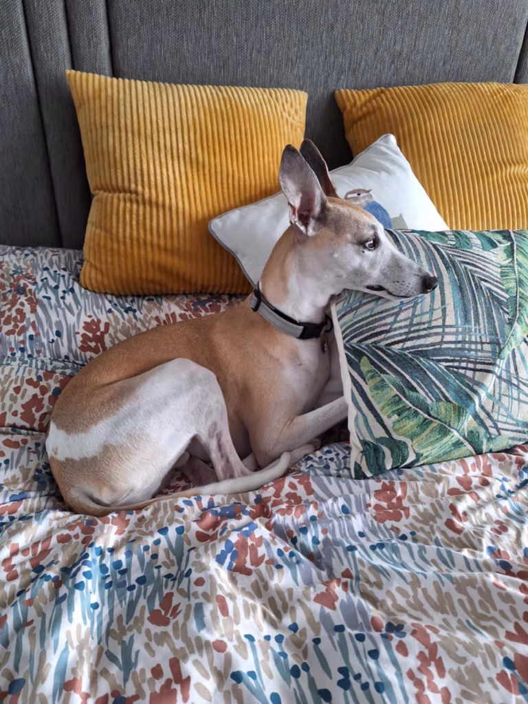 Kit the whippet looking contemplative