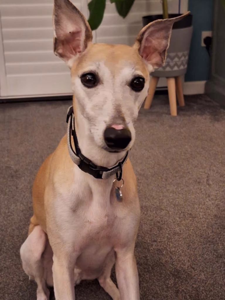 Kit the whippet sitting, close up