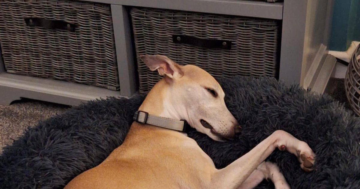 Kit the whippet