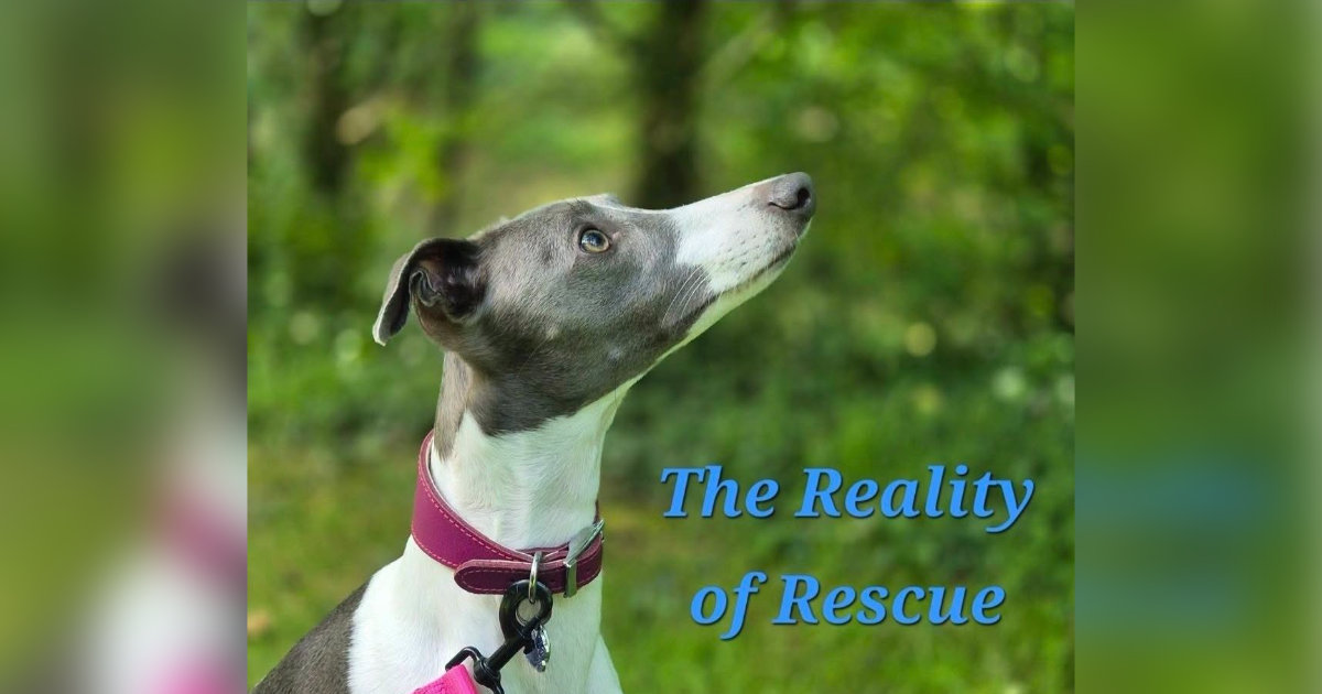 The Reality Of Rescue