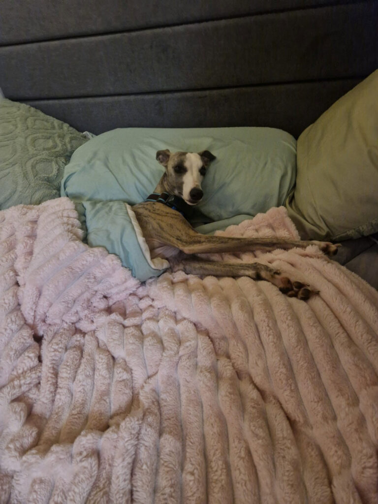A whippet sdleep under a blanket