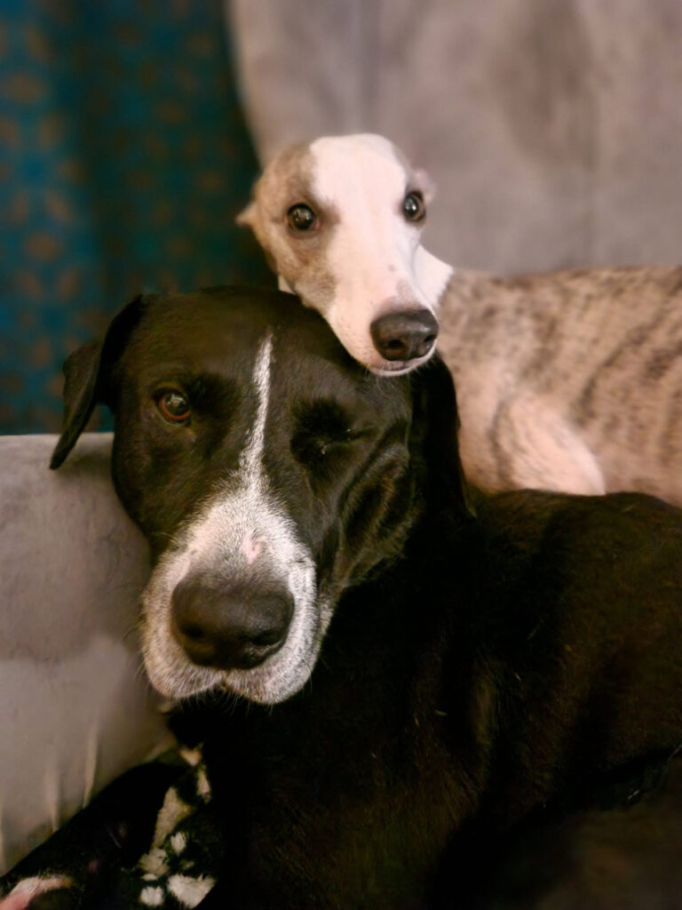 A whippet sitting on top of another dog resting her head on theirs