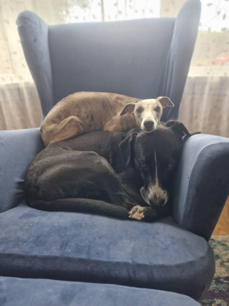 a whippet and another dog on an armchair