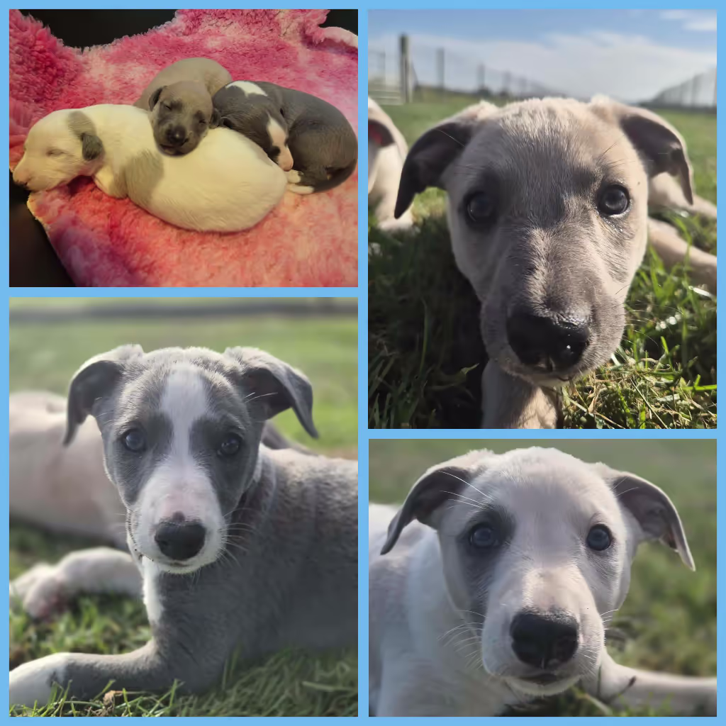 Whippet puppies