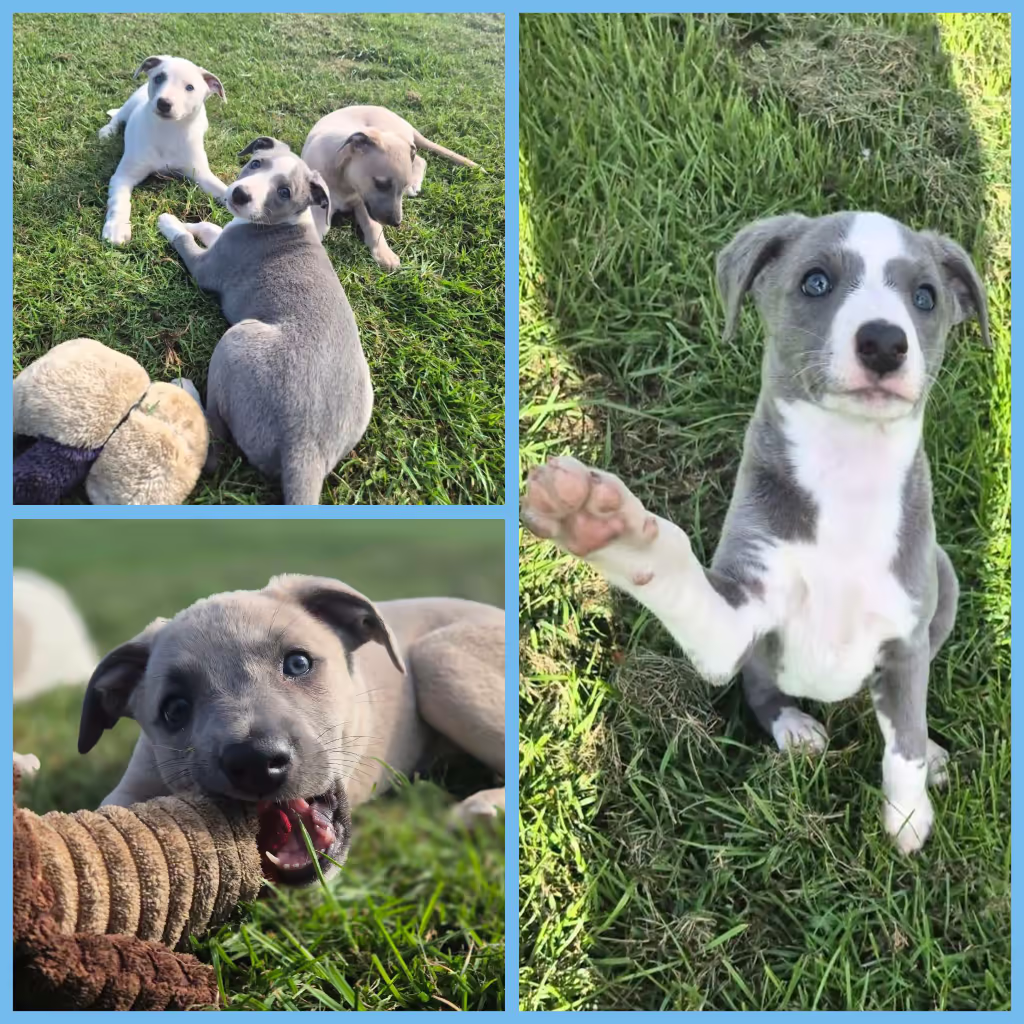 Whippet puppies in the garden