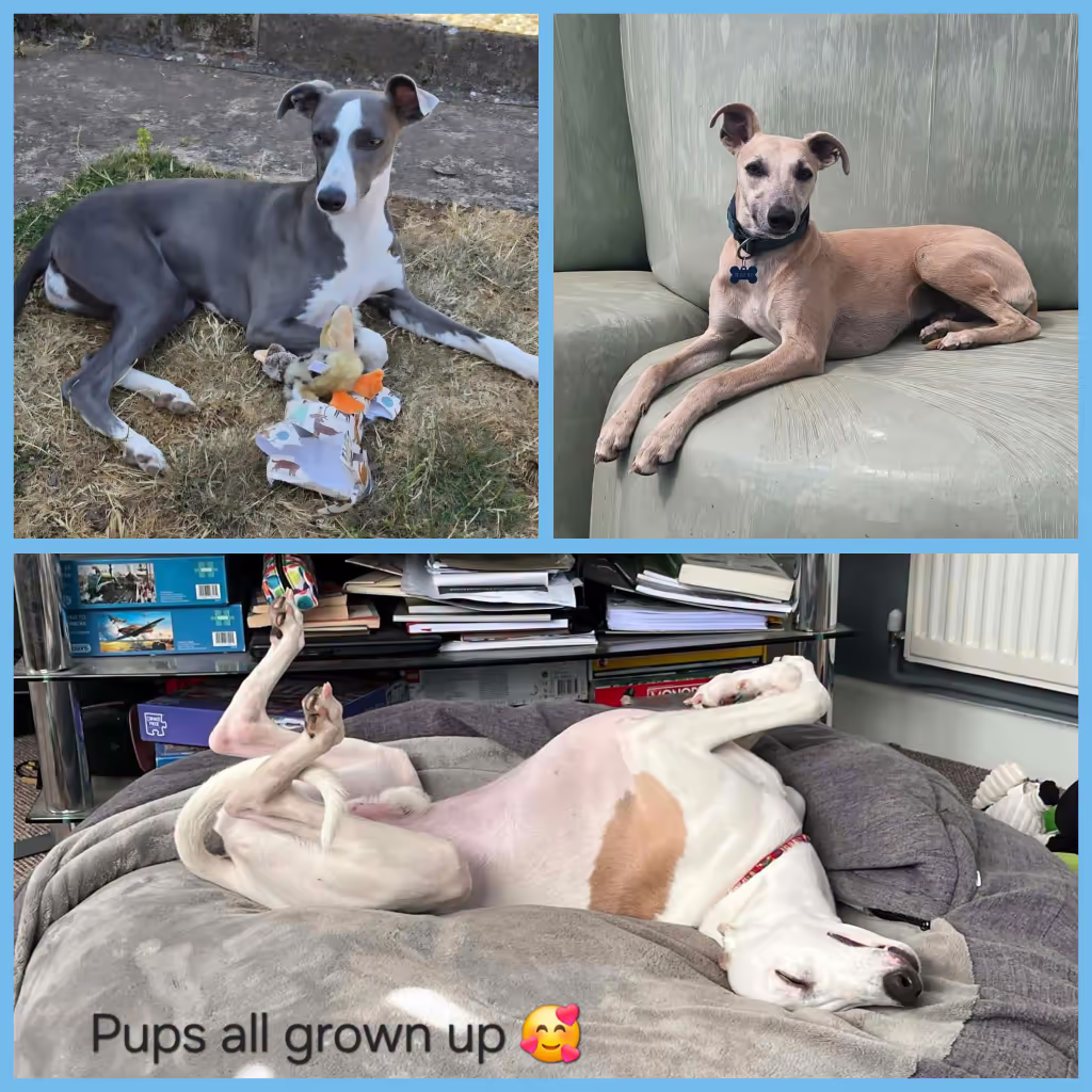 Puppies all grown up