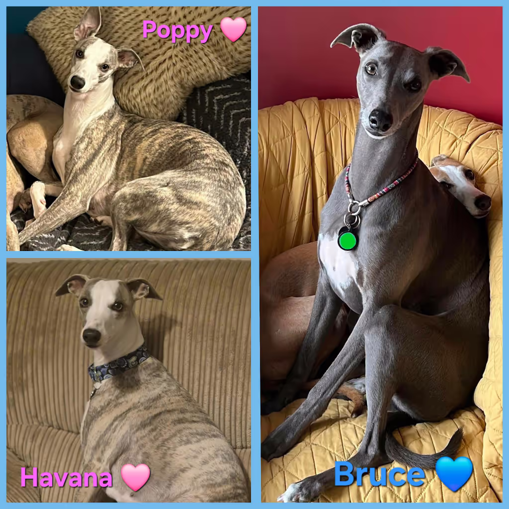 3 aldult whippets