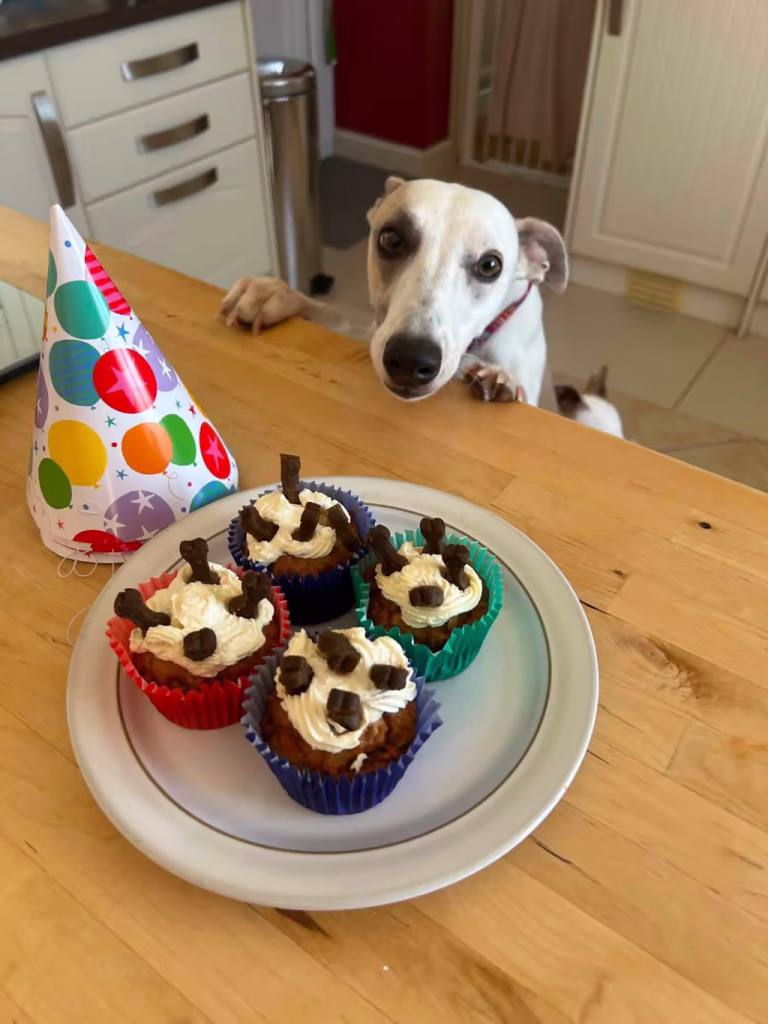 A whippet looking at birthday cakes