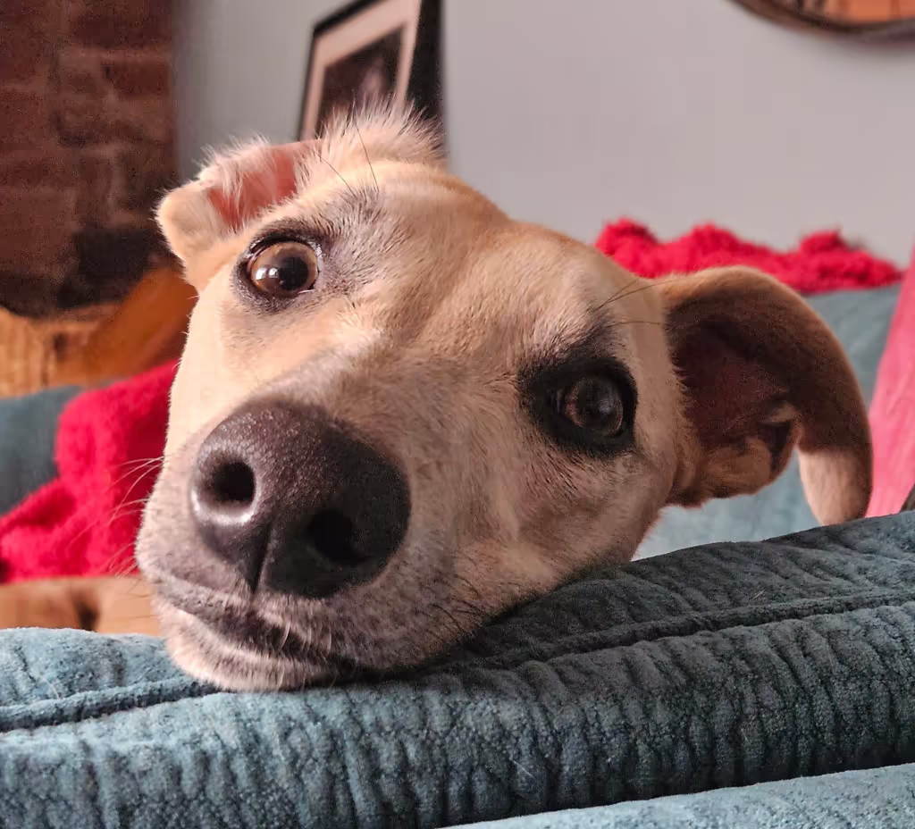 A whippet looking over a sofa arm