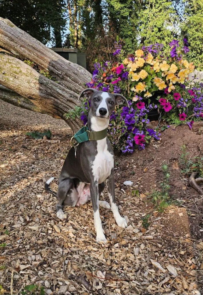 A whippet in front of a flower bed