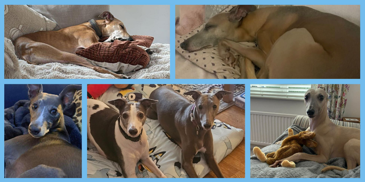 2026 September JR Whippet Rescue Adoption Roundup featured image