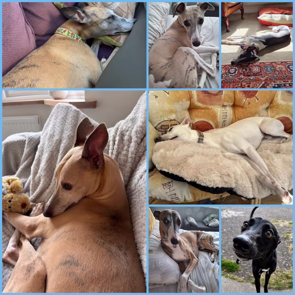 2026 September JR Whippet Rescue Adoption Roundup
